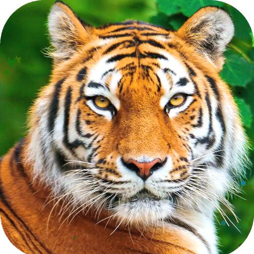 Tiger Wallpaper HD 1.12