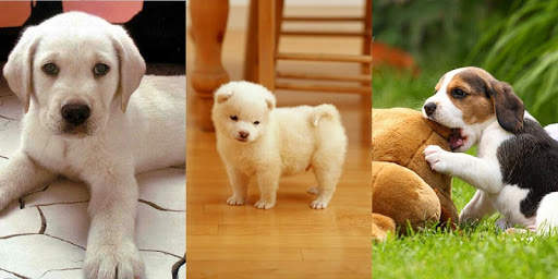 My Puppy screenshot 1