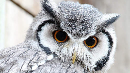 Owl. Birds Wallpapers स्क्रीनशॉट 3