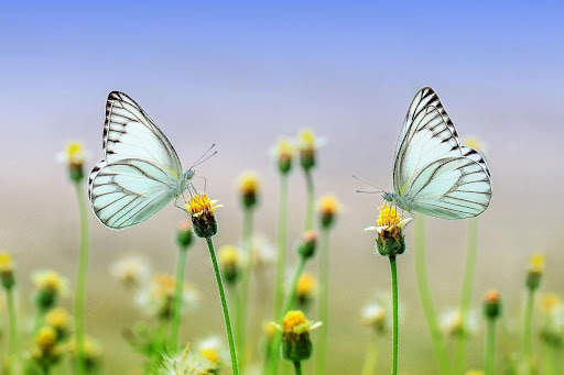 Spring Wallpaper HD : backgrounds & themes screenshot 11