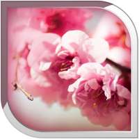 Sakura Live Wallpaper icon