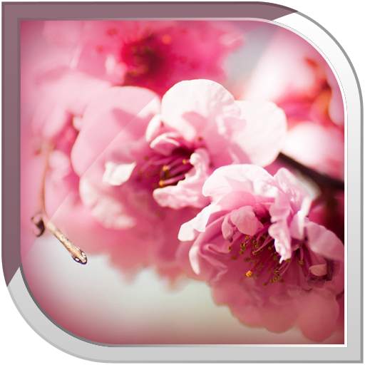 Sakura Live Wallpaper 10.11