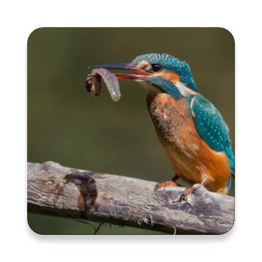 Birds Of Europe Guide आइकन