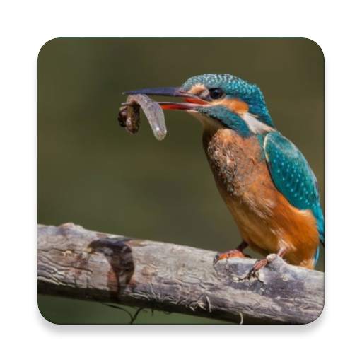Birds Of Europe Guide 2.0.0