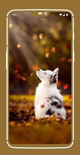Cute Puppy Wallpapers screenshot 1
