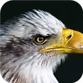 Eagle. Birds Live Wallpapers 1.0