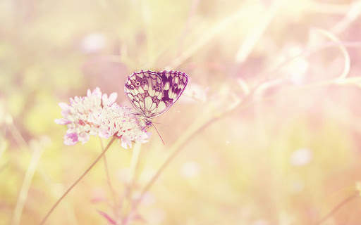 Butterfly Live Wallpaper (backgrounds) screenshot 10