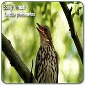 Thrush Bird Sound 1.0