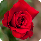 Beautiful Roses أيقونة