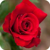 Beautiful Roses 1.3
