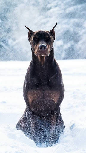 Doberman Wallpaper: backgrounds hd screenshot 8