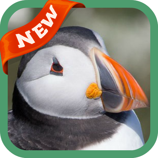Puffin Wallpaper icon