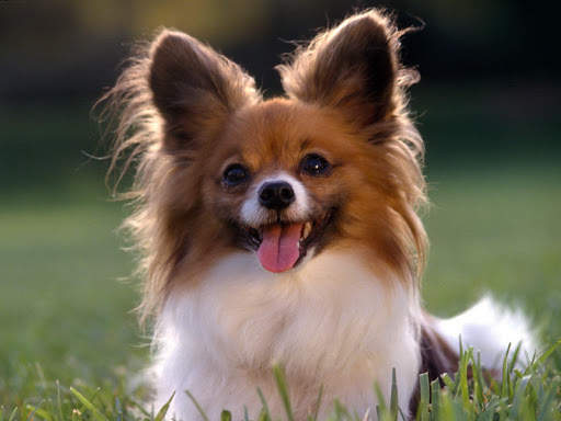 Dog Wallpaper HD Image screenshot 2