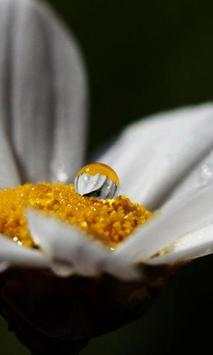 Chamomile wallpapers screenshot 2