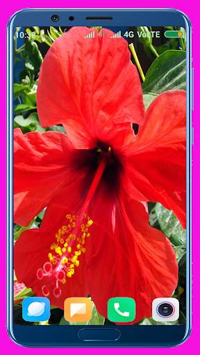 Hibiscus Flower Wallpaper Best 4K screenshot 10