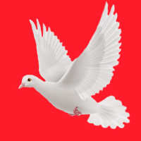 Kabootar Messenger