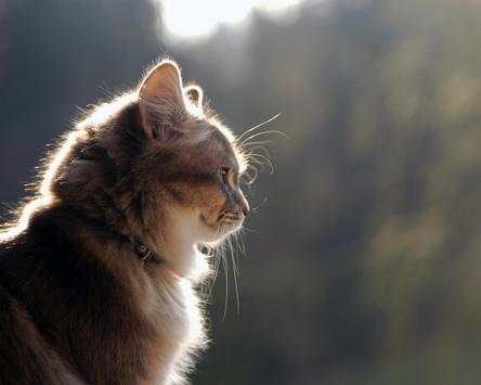Cat Wallpaper screenshot 8