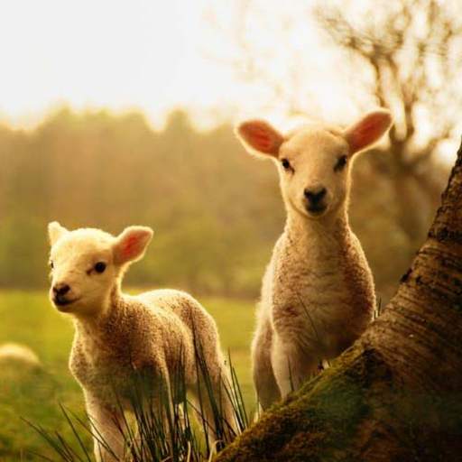 Animal Wallpapers HD 01.23