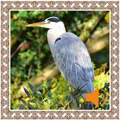 Heron Birds Sounds 2.2