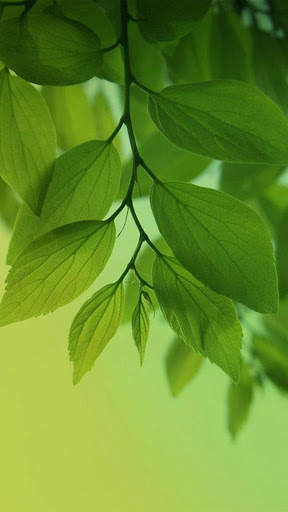 Green Wallpapers | hd backgrounds screenshot 13