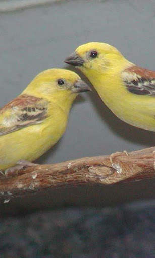 Talking Sparrow Free LWP screenshot 2