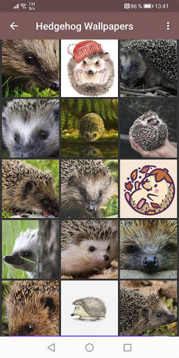 Hedgehog Wallpapers screenshot 3