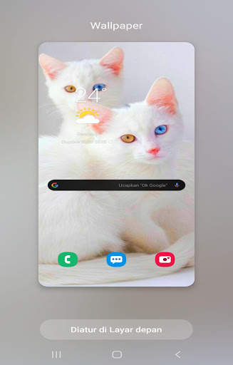 Kucing anggora wallpaper screenshot 2