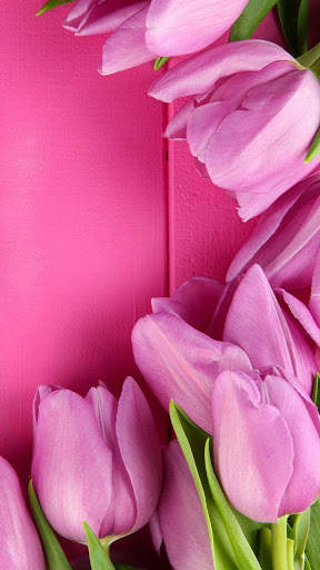 Pink Tulips Live Wallpaper screenshot 3