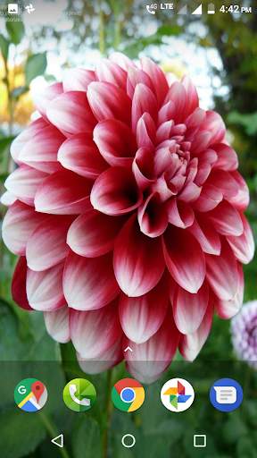 Dahlia Flower HD Wallpaper screenshot 1