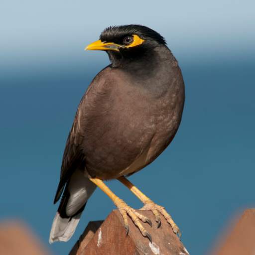 Myna Bird Sound Ringtones 1.7