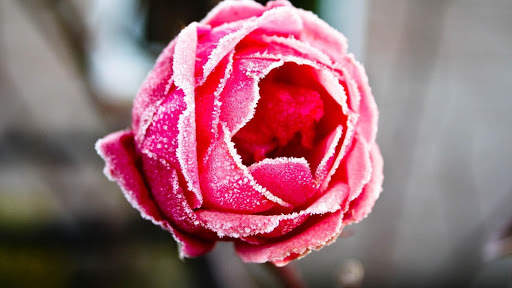 Rose Wallpaper HD & 4k Backgrounds screenshot 20