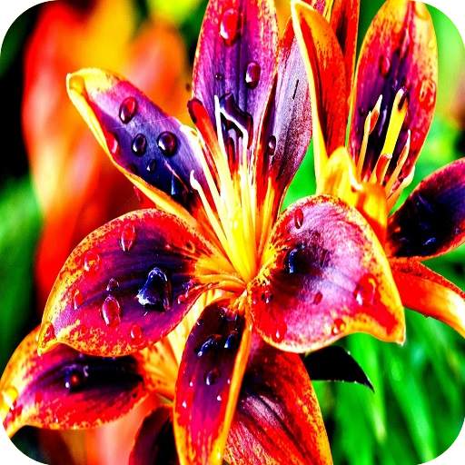 Flowers Wallpapers 2.1