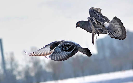 Pigeon Wallpaper HD 🐦 6 تصوير الشاشة