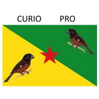 Cùrio pro Free