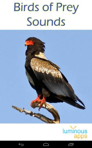Birds of Prey Sounds Free screenshot 9