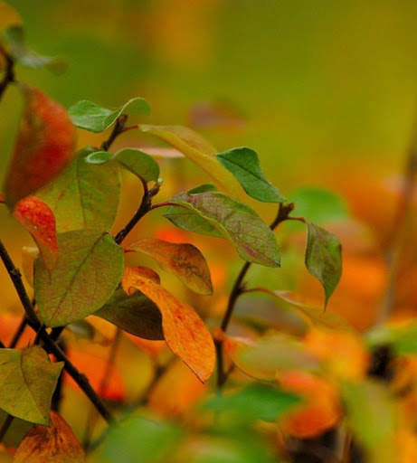 Autumn Wallpapers 2 تصوير الشاشة