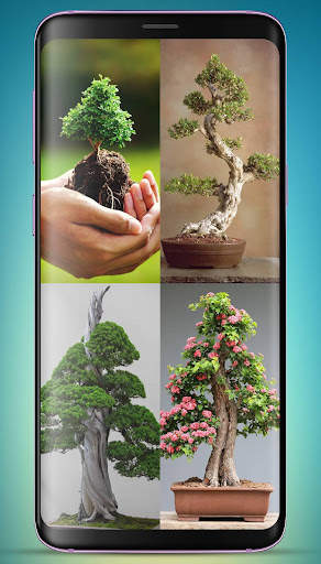 Bonsai Tree Wallpaper HD скриншот 1