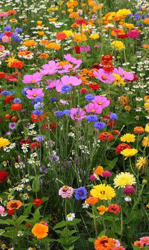Flowers Live Wallpaper screenshot 5