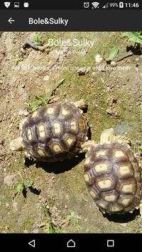 Sulcata Tortoise скриншот 4
