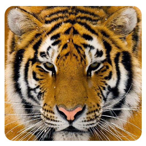 Animal Sounds icon
