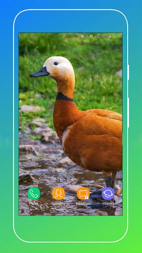 Duck Wallpaper screenshot 5