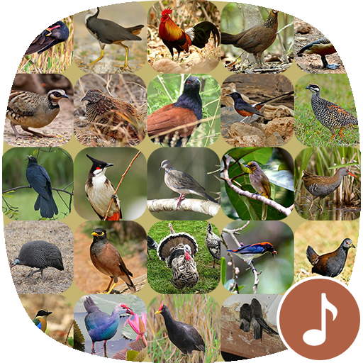 Appp.io - Cuộc gọi Bird icon