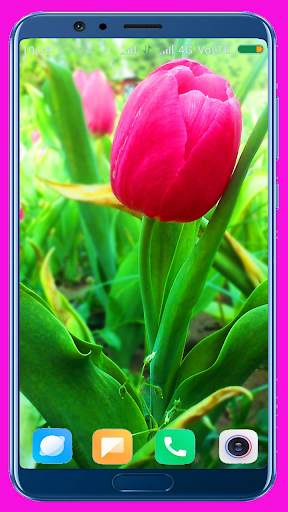 Tulips Flower Wallpaper Best 4K screenshot 6
