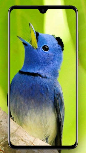 Beautifull Bird Wallpapers screenshot 2