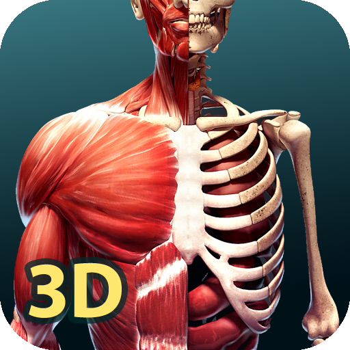 Human Anatomy 3D आइकन
