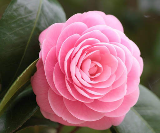 Pink Rose Wallpapers screenshot 15