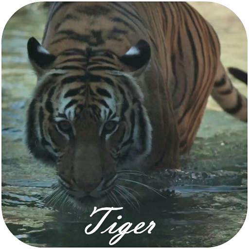 Tiger Video Live Wallpaper 2.0