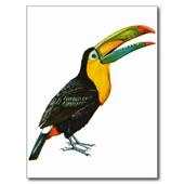 Toucan Bird HD Wallpaper 1.0