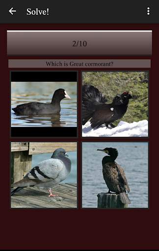 104 Birds Quiz screenshot 5