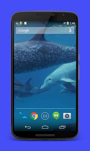 Dolphins Video Live Wallpaper screenshot 3